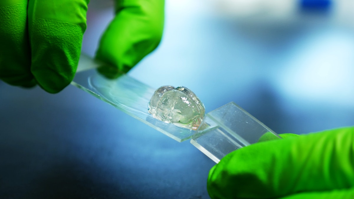 transparent brain being transferred from slide to cuvette